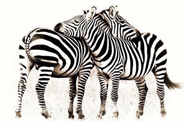 DE271 Wall décor art photographic on canvas wildlife zebras